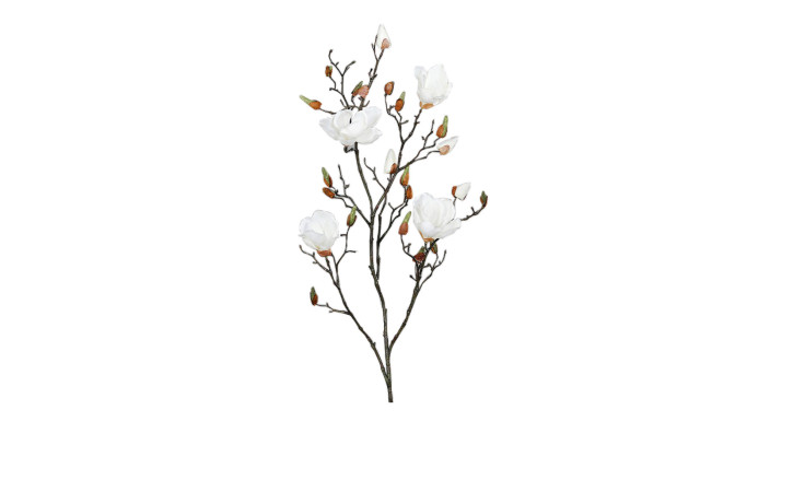 Magnolie 110 cm 