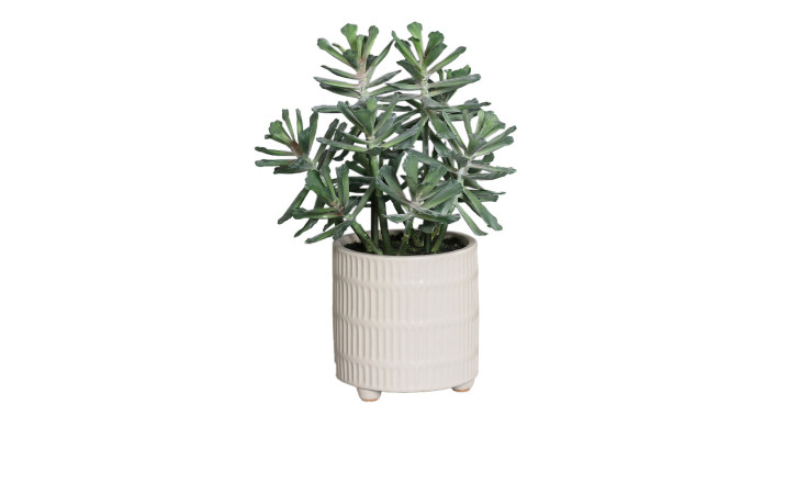 Sukkulenten Arrangement 31 cm 
