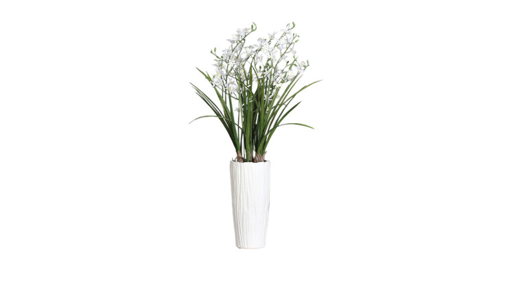 Dendobrie 100 cm