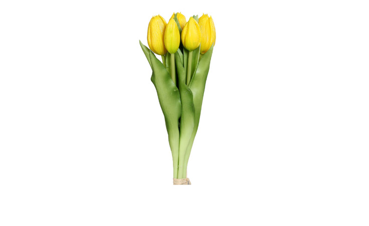 Tulpen Bund 31 cm