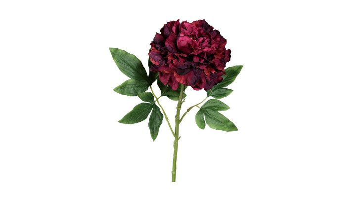 Päonie 60 cm in rot
