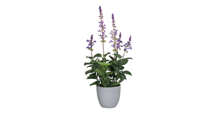 Salbei 42 cm in lila