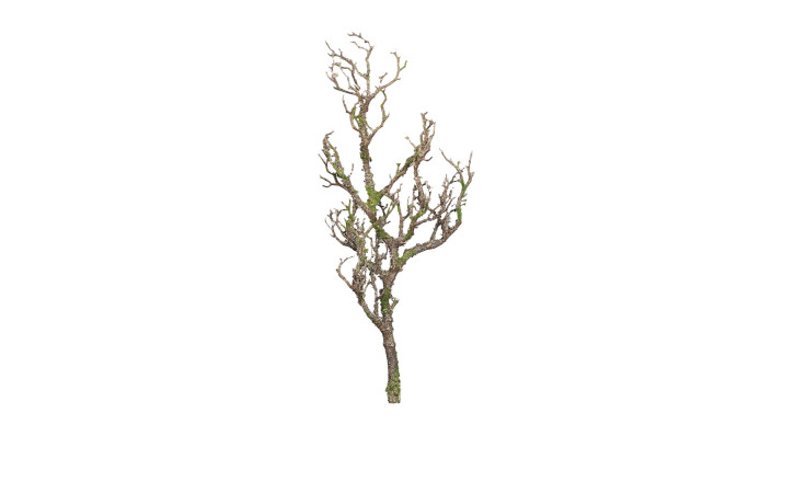 Deko-Ast 81 cm