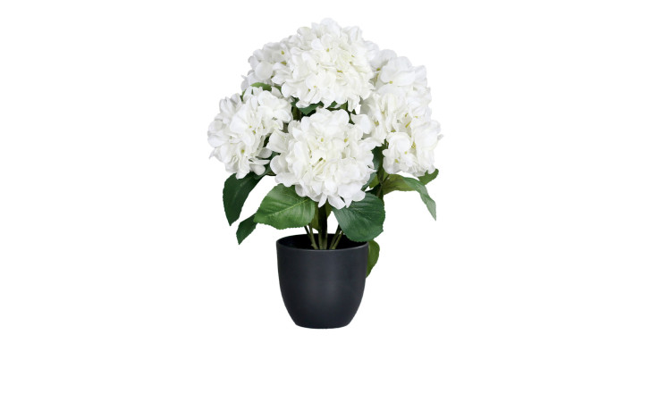 Hortensie 45 cm