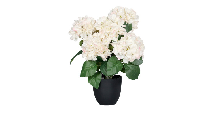 Hortensie 45 cm