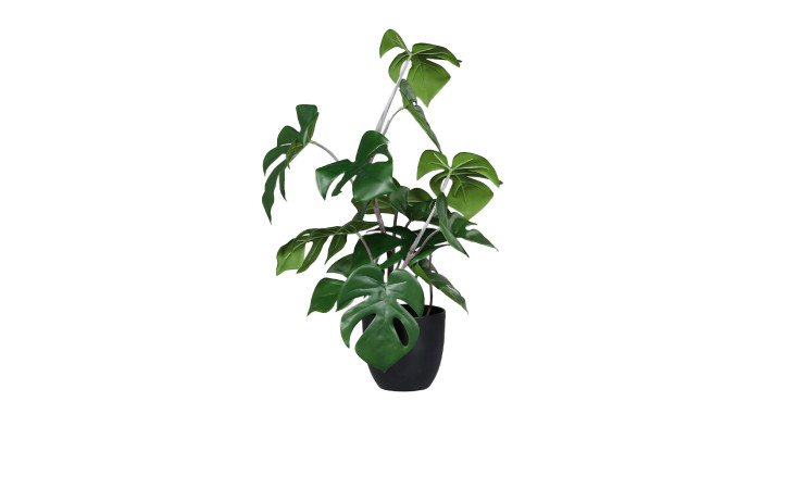 Monstera 47 cm