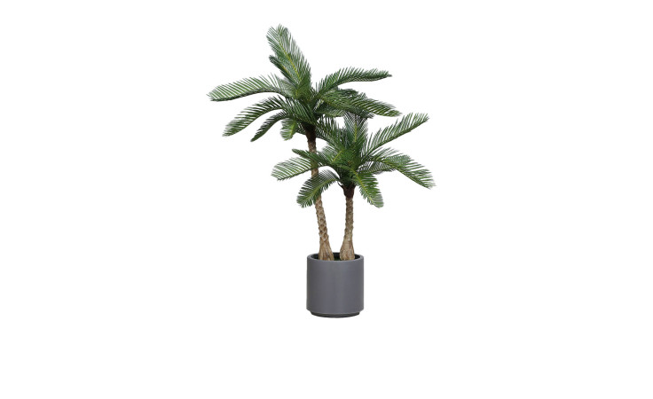 Cyca Pflanze 110 cm 