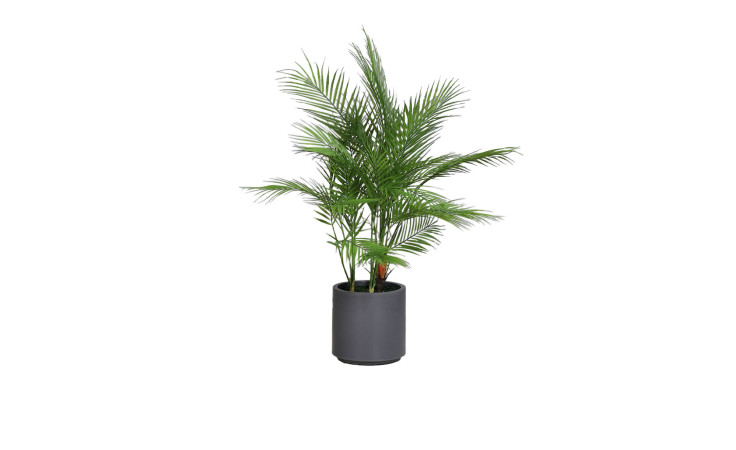 Chico Pflanze 95 cm
