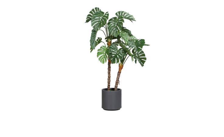 Monstera 110 cm