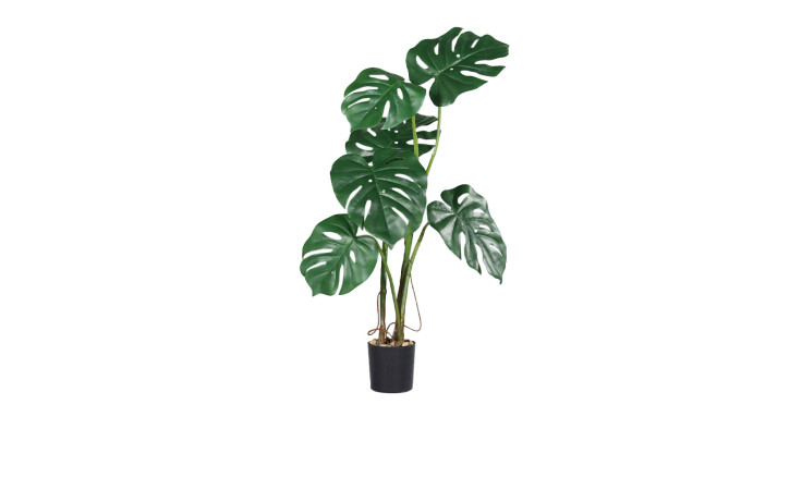 Monstera 70 cm