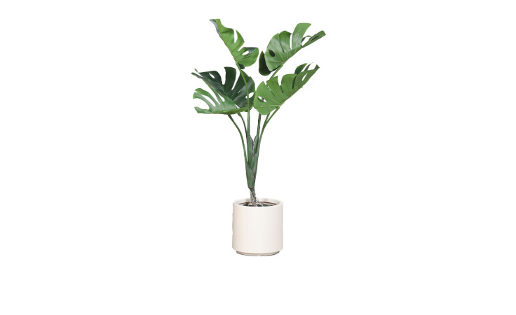 Monstera 95 cm