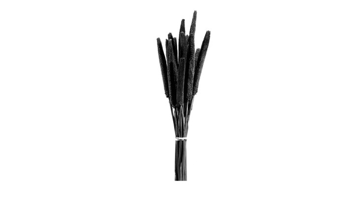 Bund Babala 15 cm  