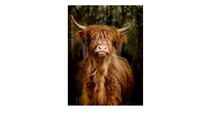 Glasbild Scottish Highland Cattle 60 x 80 cm, mit einem Bulle
