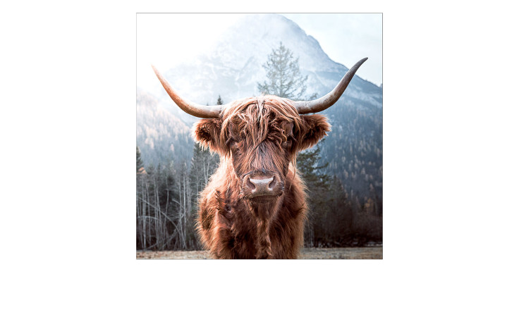 Glasbild Scottish Highland Cattle 50 x 50 cm, Bulle