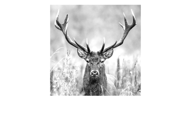 Glasbild Grey Deer Head 30 x 30 cm, mit einem Hirsch