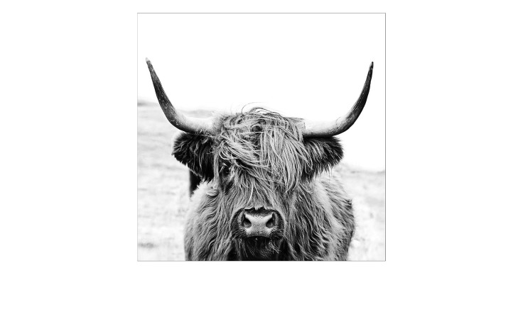 Glasbild Scott. Highland Cattle 30 x 30 cm. Glasbild mit dem Thema - Tier.