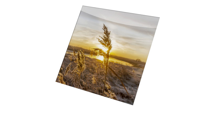 Glasbild Dried Fiber 20 x 20 cm. Glasbild mit dem Thema - Natur.