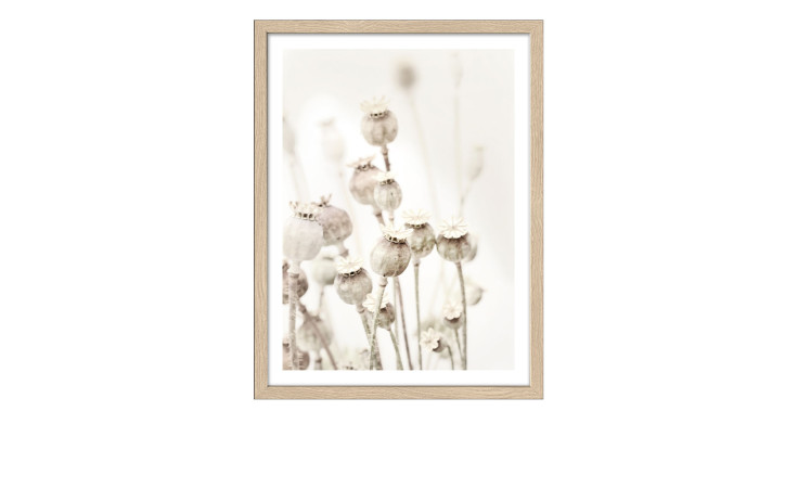 Rahmenbild Dried Poppies 33 x 43 cm