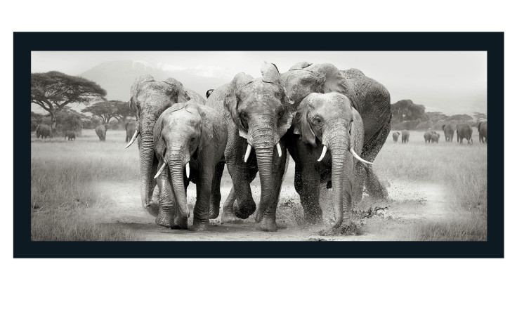Rahmenbild Elephant Herd 60 x 130 cm