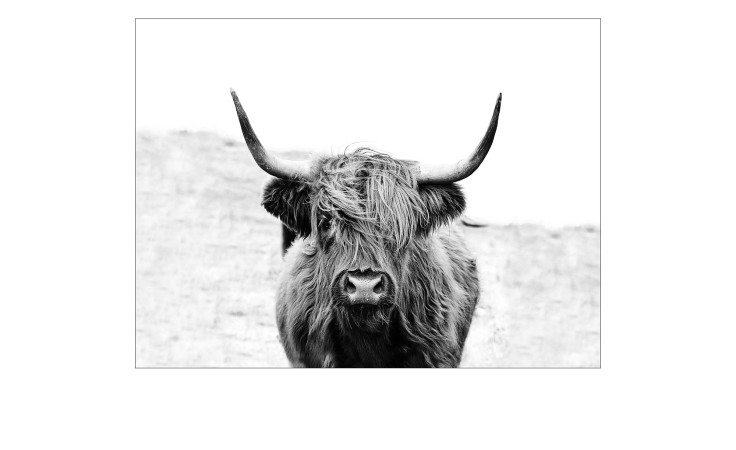 Leinwandbild Scottish Highland Cattle 90 x 120 cm