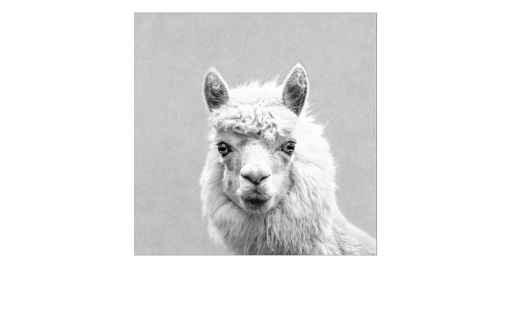 Leinwandbild Lama 30 x 30 cm
