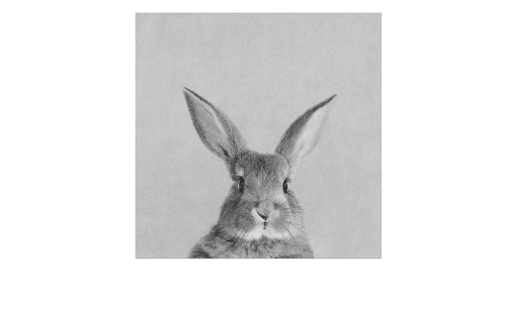 Leinwandbild Rabbit 30 x 30 cm
