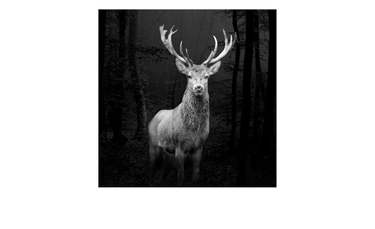 Leinwandbild Grey Deer Head 30 x 30 cm