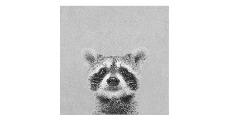 Leinwandbild Young Racoon 30 x 30 cm