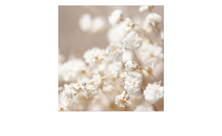 Alubild Polar Flowers 50 x 50 cm