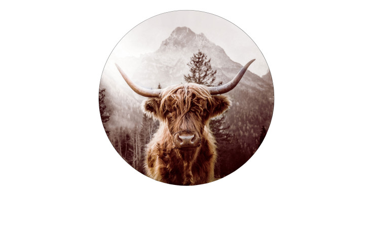 Alubild Scottish Highland Cattle 100 cm
