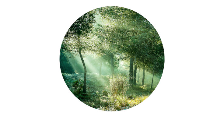 Alubild Forest Harmony 100 cm