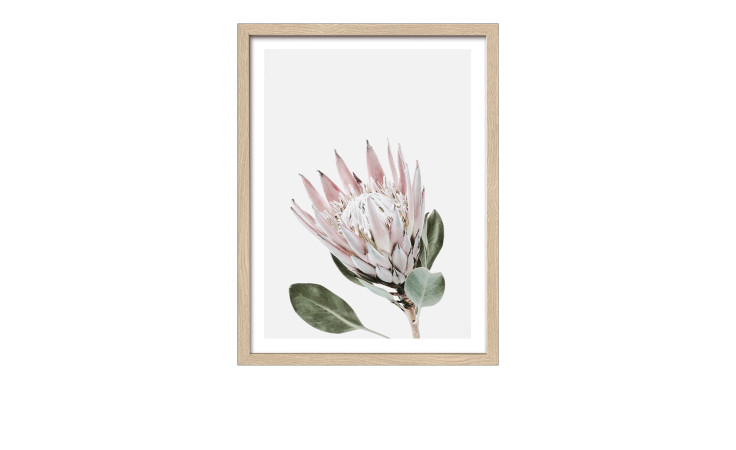 Rahmenbild King Protea 33 x 43 cm
