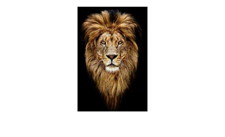 Alubild Lion Heads 50 x 100 cm