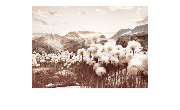 Alubild Polar Flower Field 70 x 100 cm