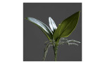 Orchideen-Blattpflanze 21 cm aus Kunststoff mit brünen Stiel und Blätter und brauner Wurzel. Auf einem grauen Hintergrund.