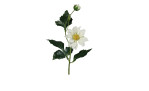 Dahlien-Pick 40 cm aus Kunststoff mit weißen Blüten und grünen Stiel und Blätter.