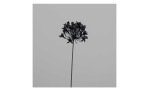 Agapanthus 72 cm aus Kunststoff in schwarz. Auf einem grauen Hintergrund.