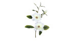 Magnolien-Zweig 70 cm aus Kunststoff mit weißen Blüten, grünen Blätter und braunen Stiel.