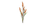 Fruchtstand 84 cm in orange