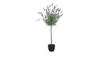 Lavendel-Kugelbaum 90 cm in einem schwarzen Pflanztopf