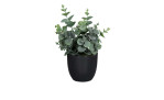 Eukalyptus 20 cm in einem schwarzen Pflanztopf