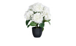 Hortensie 45 cm