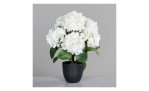 Hortensie 45 cm