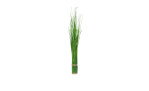 Stehgras 60 cm