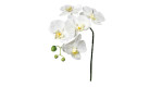 Orchidee 52 cm aus Kunststoff mit weißen Blüten und einem grünen Stiel.