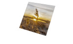 Glasbild Dried Fiber 20 x 20 cm. Glasbild mit dem Thema - Natur.