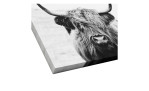 Leinwandbild Scottish Highland Cattle 30 x 30 cm