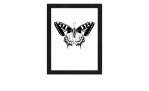 Rahmenbild Butterfly 24 x 19 cm