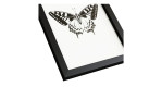 Rahmenbild Butterfly 24 x 19 cm