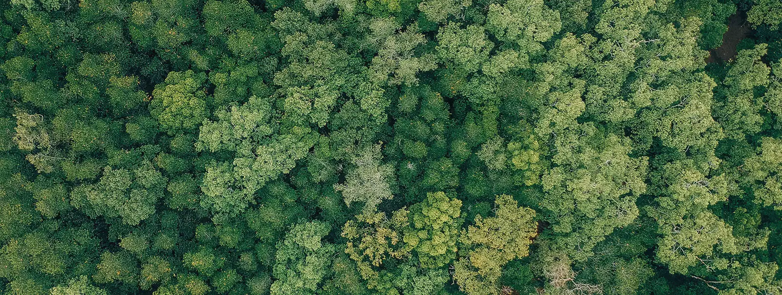 Naturwald von oben rangezoomt